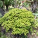 Arbre de jade, Crassule à feuilles de pourpier