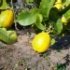 Citrus limon