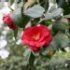 Camellia japonica 'Adolphe Audusson'