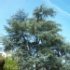 Cedrus atlantica 'Glauca'