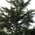 Cedrus atlantica 'Glauca'