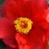 Camellia japonica 'Adolphe Audusson'