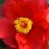 Camellia japonica 'Adolphe Audusson'