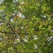 Carpinus betulus