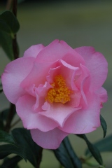 Camelia, Camelia 'taylor's perfection'