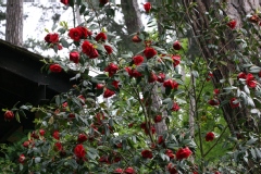 Camelia, Camelia 'saint philibert'