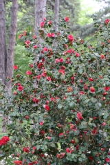 Camellia japonica 'Bella Lambertii'