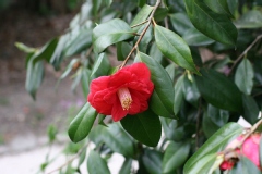 Camelia, Camelia 'madame picouline'