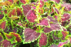 Coleus