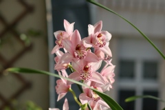 Orchidée cymbidium, Orchidée cymbidium pretty pink