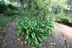 Lis de st-joseph, Clivie vermillonne, Lis du natal, Clivia vermillon