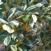 Citrus madurensis 'Variegata'