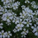 Cerastium grandiflorum