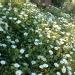 Cistus X florentinus