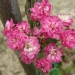 Crataegus laevigata 'Paul's Scarlet'