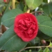 Camellia japonica 'Bénodet'