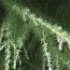 Cedrus atlantica 'Glauca'
