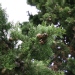 Cupressus sempervirens
