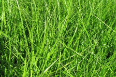 Carex palmier, Laîche palmier