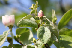 Coignier, Cognassier 'vranja', Coudonnier, Cognassier