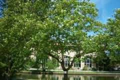 Cornus sanguinea