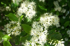 Cornus kousa