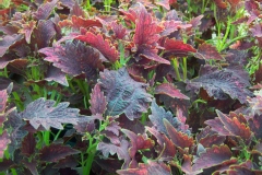 Coleus