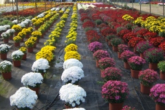 Chrysanthème, Chrysanthème des fleuristes