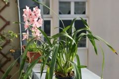 Orchidée cymbidium, Orchidée cymbidium pretty pink