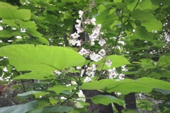 Catalpa commun, Catalpa de la caroline