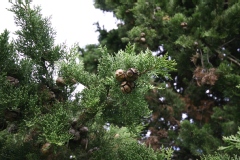 Cupressus sempervirens