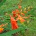 Montbrétia, Tritona, Crocosmia