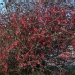 Chaenomeles