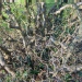 Corylus avellana 'Contorta'