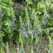 Camassia quamash