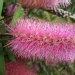 Callistemon 'Violaceus'
