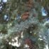 Cedrus atlantica 'Glauca'