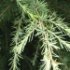 Cedrus atlantica 'Glauca'