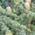 Cedrus atlantica 'Glauca'