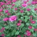 Chrysanthème, Chrysanthème des fleuristes