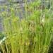 Papyrus nain, Papyrus, Souchet, Papyrus d'egypte