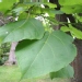 Catalpa bignonioïdes