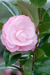 Camelia, Camelia 'nuccio's cameo'
