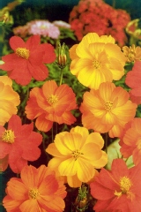 Cosmos sulphureux 'brightlight'