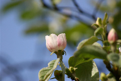 Coignier, Cognassier 'vranja', Coudonnier, Cognassier