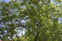 Cornus sanguinea