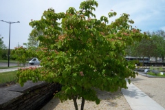Cornus kousa 'Satomi'