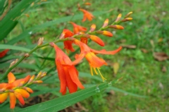 Crocosmia X crocosmiiflora