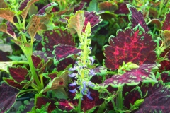 Coleus