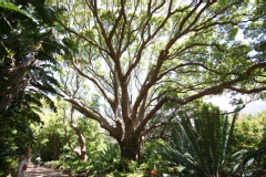 Camphrier, Arbre à camphre